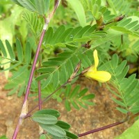 Smithia sensitiva Aiton